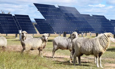 A Solar Farm operating with livestock.