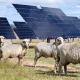 A Solar Farm operating with livestock.