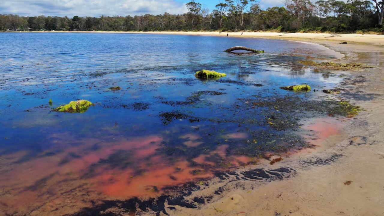 The algal blooms in the D'Entrecasteaux Channel raised environmentalists' concerns for Tasmania's marine health. (Supplied: Bob Brown Foundation)
